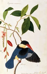 Kingfisher or Alced, Poko Booah Pootal, Boorong radja oodang, from Drawings of Birds from Malacca, c.1805-18